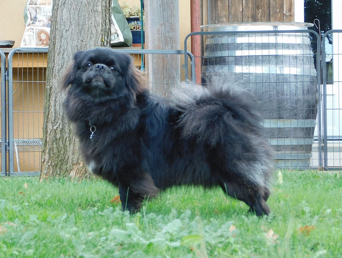 Back to black dit koda kiiramanna