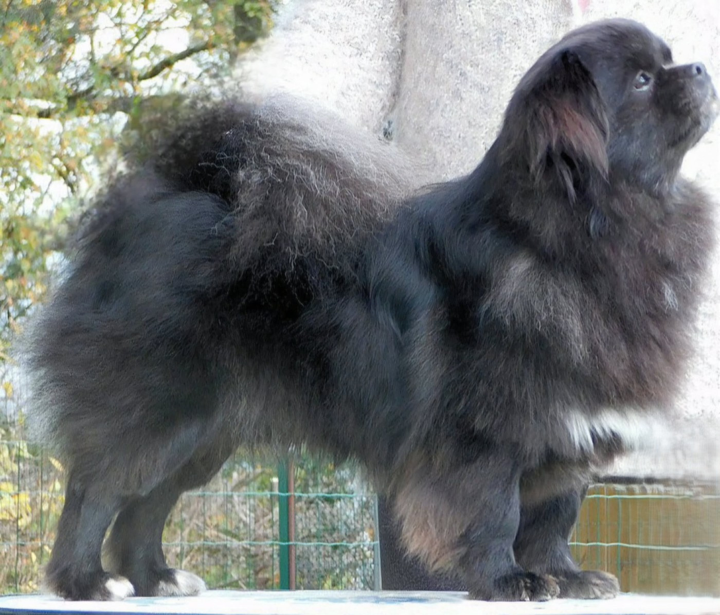 Back to black dit koda kiiramanna