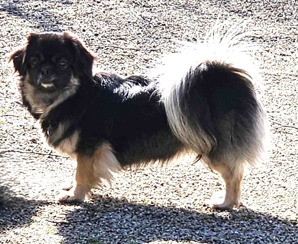 Thalie du jardin d holly