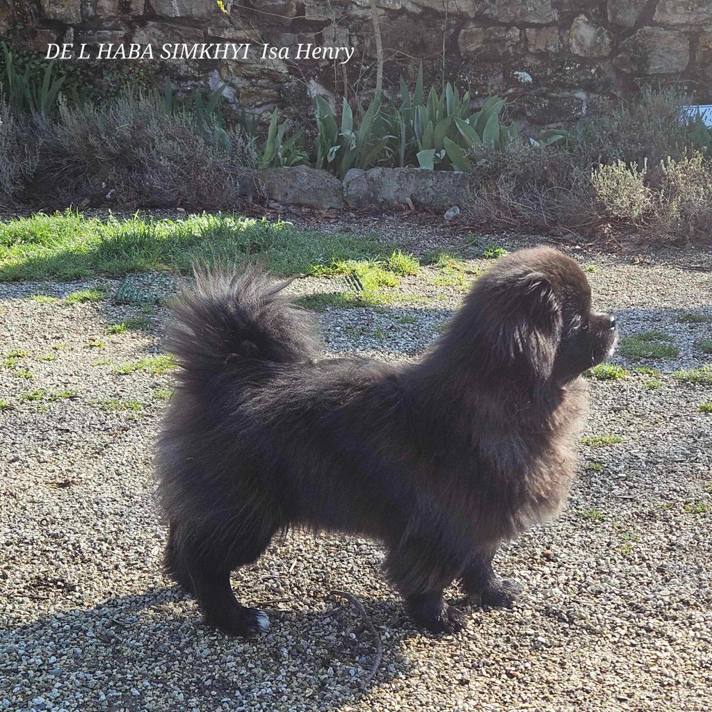 Back to black dit koda kiiramanna