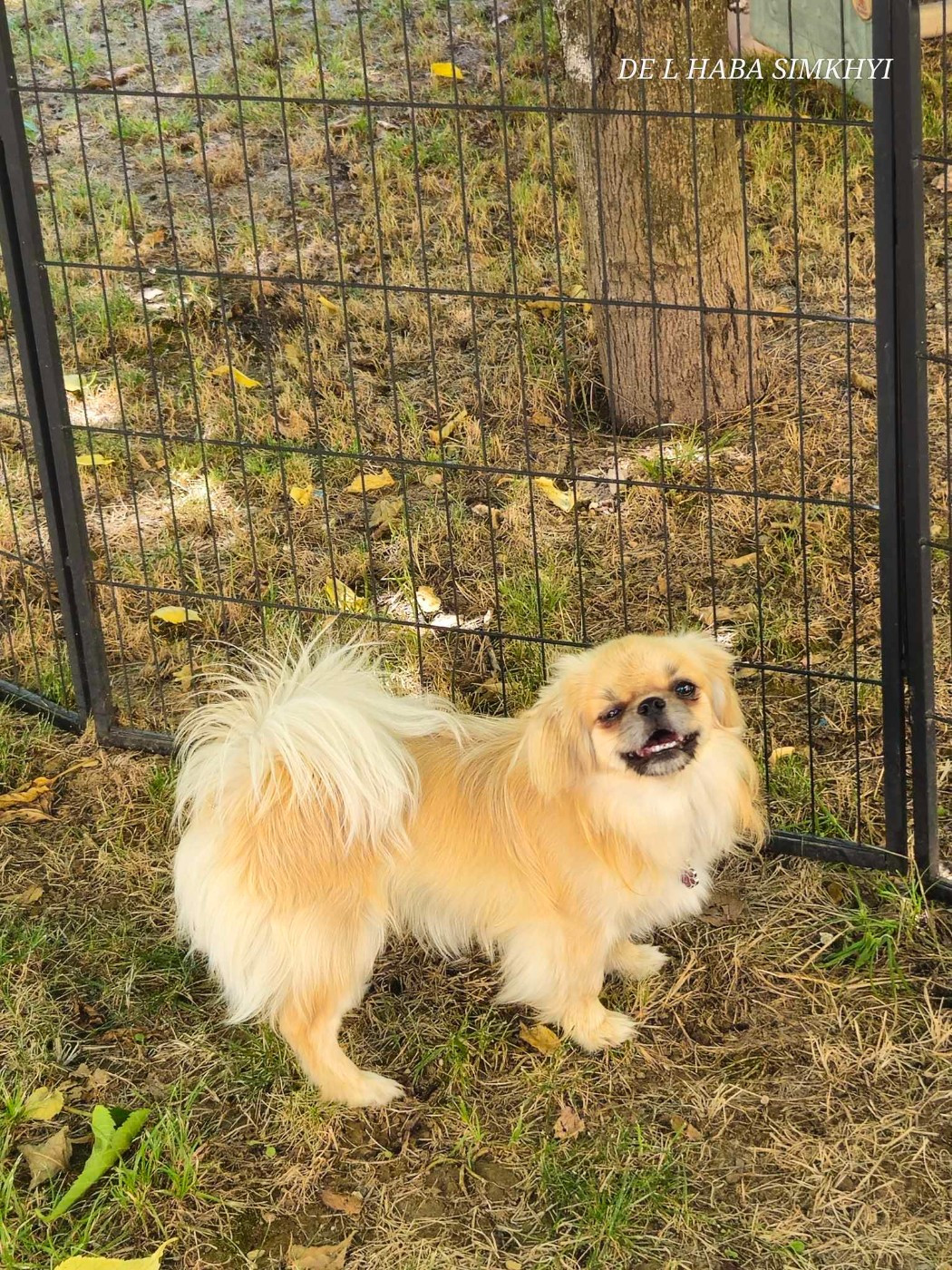 uma de l haba simkhyi De L'haba Simkhyi