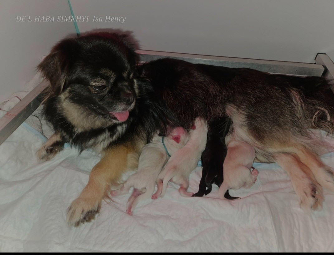 De L'haba Simkhyi - Chiot male disponible