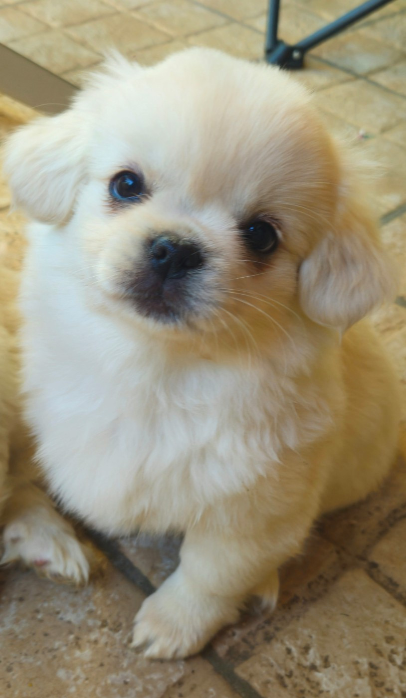 Chiot male disponible