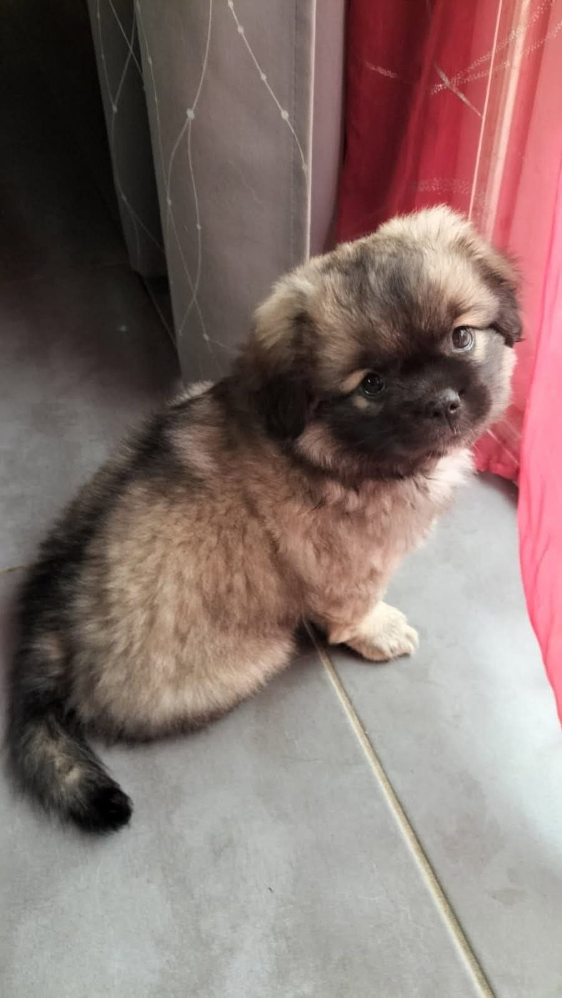 Chiot male disponible chez elevage ami