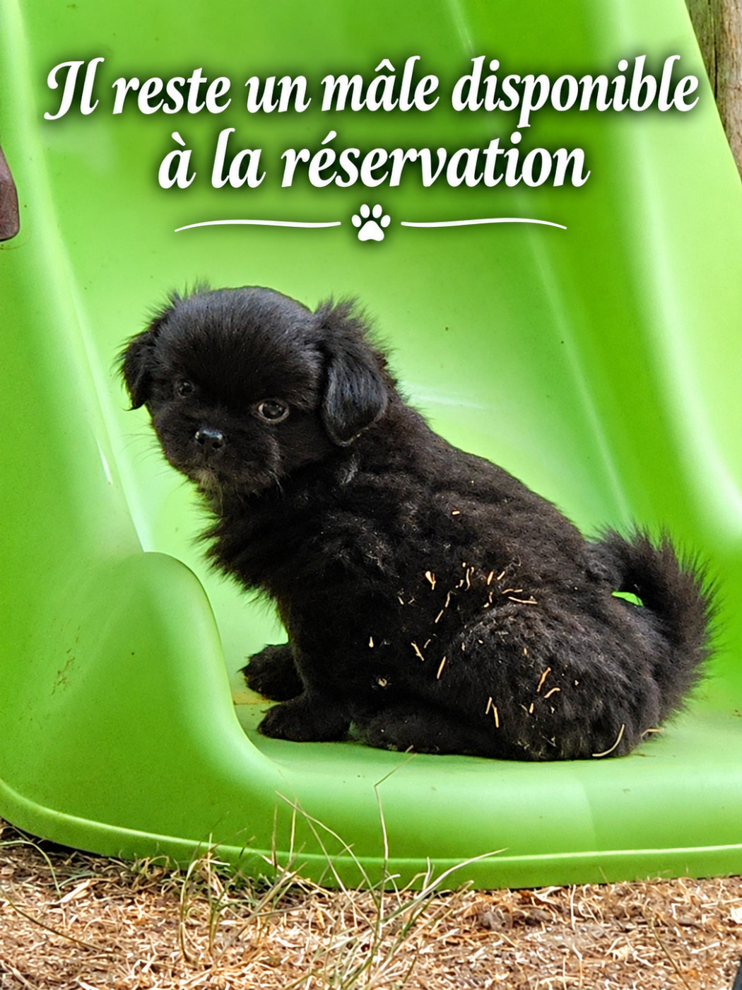 Disponible un chiot male