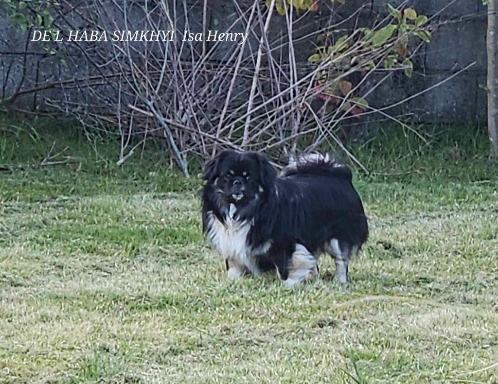 MALE DISPONIBLE POUR SAILLIE