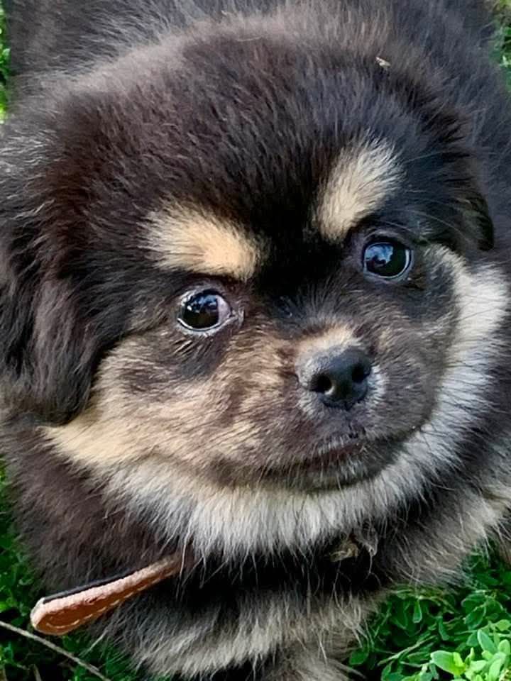 Chiot male disponible chez une copine