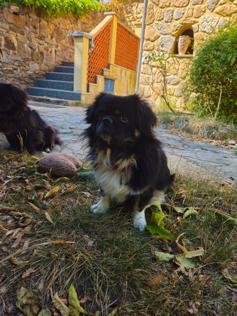 De L'haba Simkhyi - JEUNE MALE DISPONIBLE. 