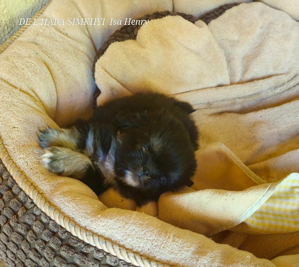 chiot femelle,  cherche famille pour lui donner une chance
