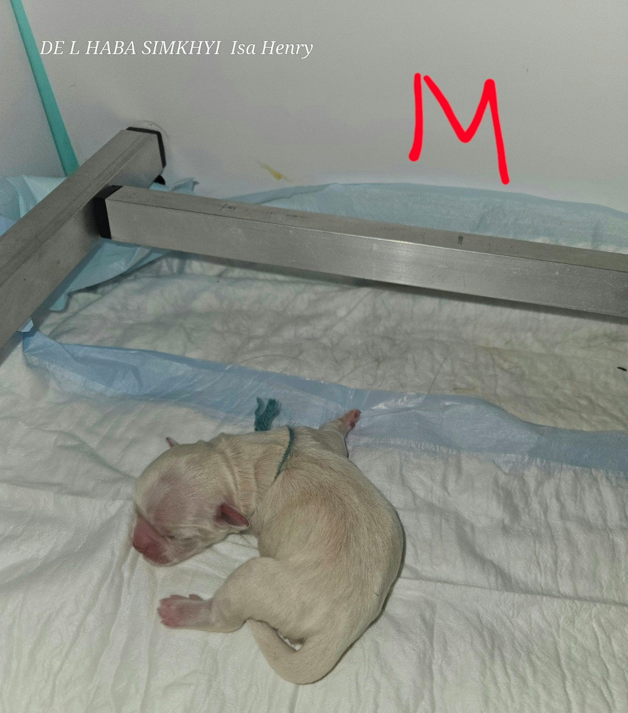 De L'haba Simkhyi - Chiots disponibles - Epagneul tibetain