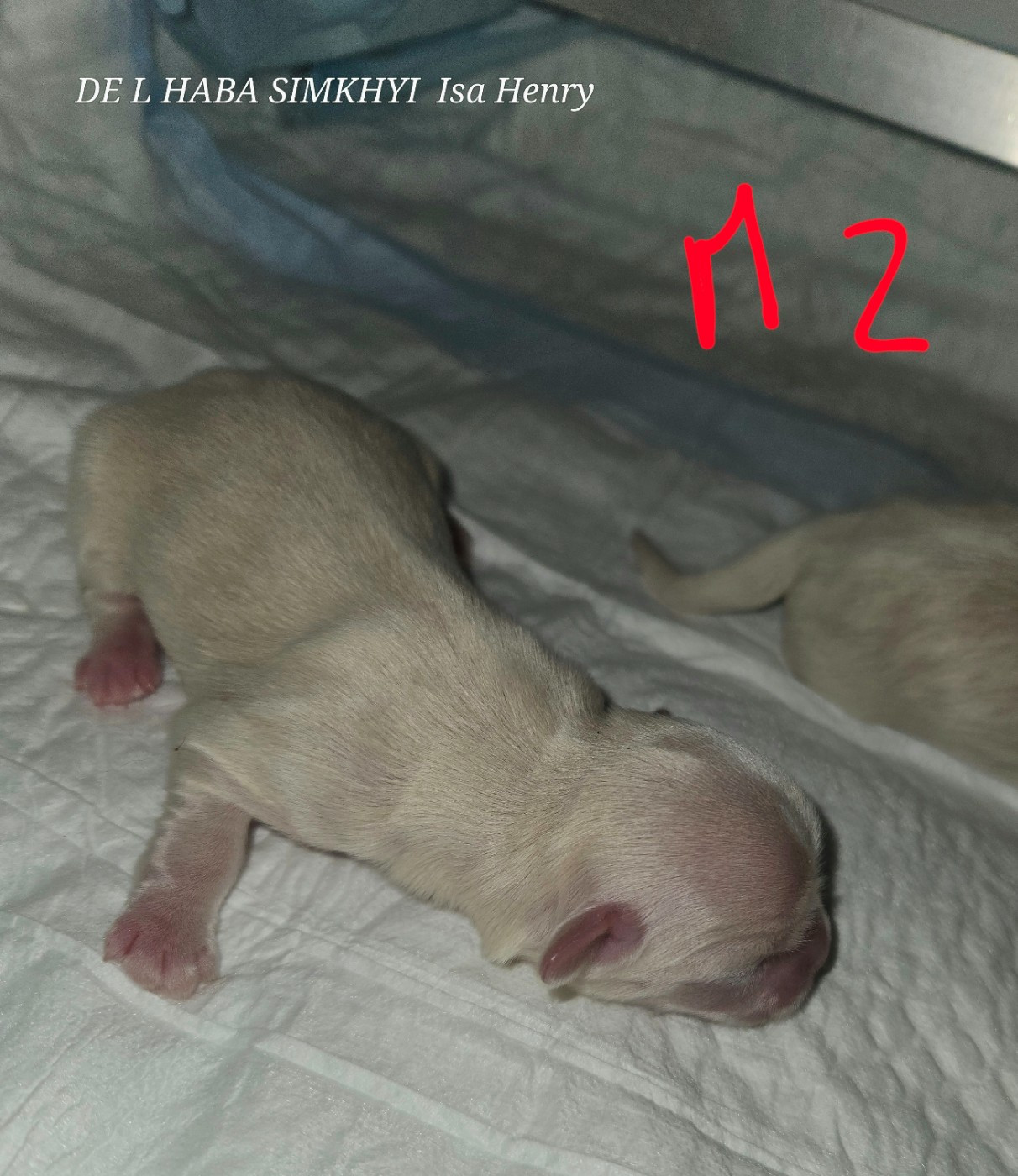 De L'haba Simkhyi - Chiots disponibles - Epagneul tibetain