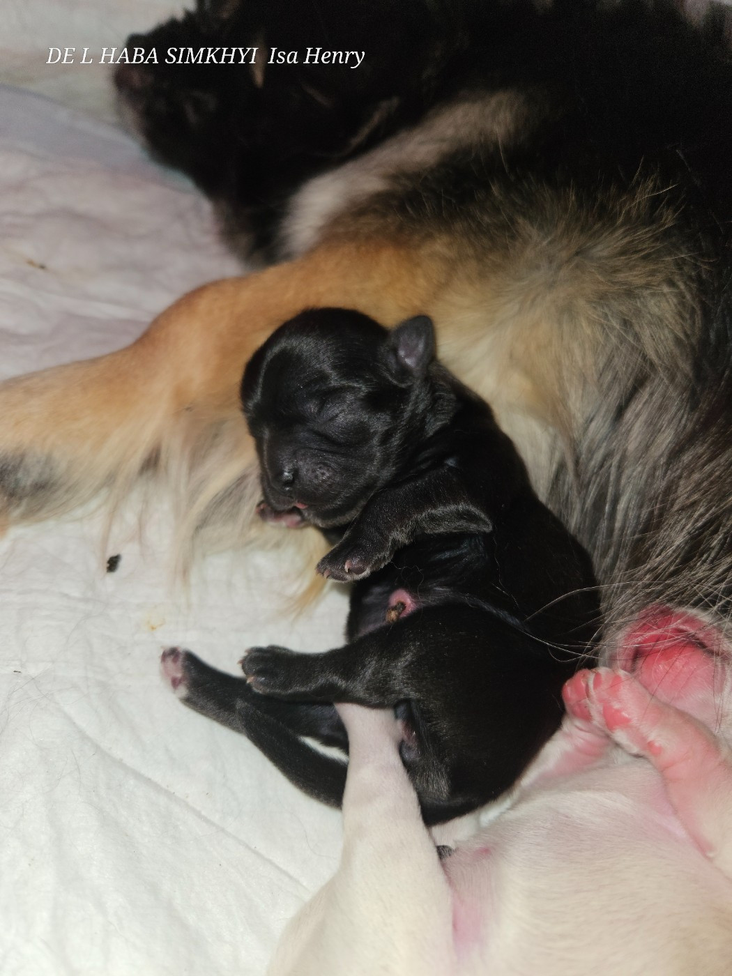 De L'haba Simkhyi - Chiots disponibles - Epagneul tibetain