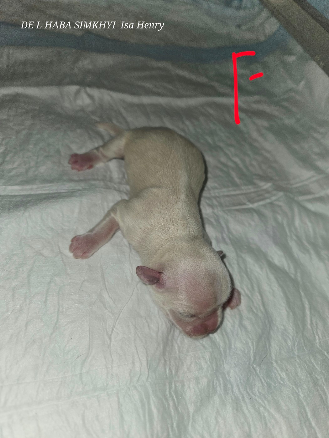 De L'haba Simkhyi - Chiots disponibles - Epagneul tibetain