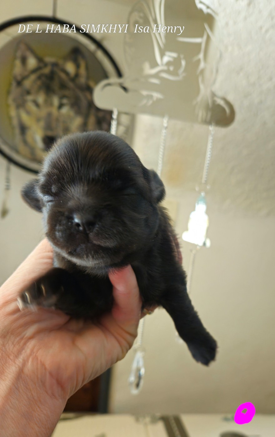 De L'haba Simkhyi - Chiots disponibles - Epagneul tibetain