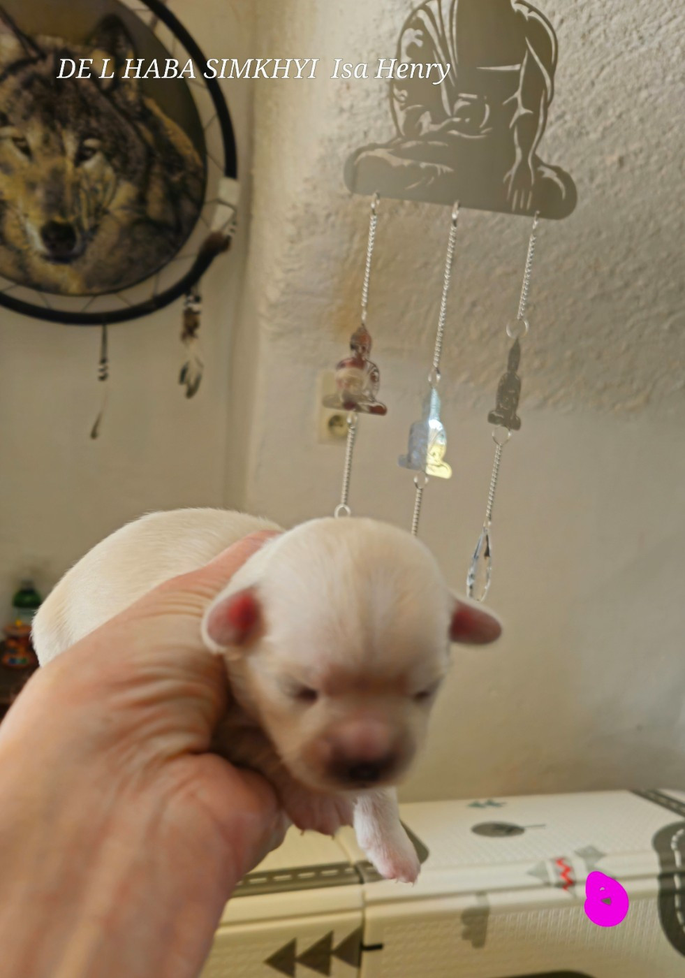 De L'haba Simkhyi - Chiots disponibles - Epagneul tibetain