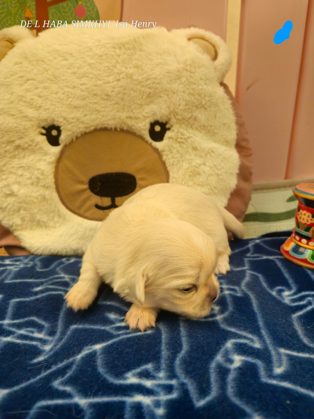 De L'haba Simkhyi - Chiots disponibles - Epagneul tibetain