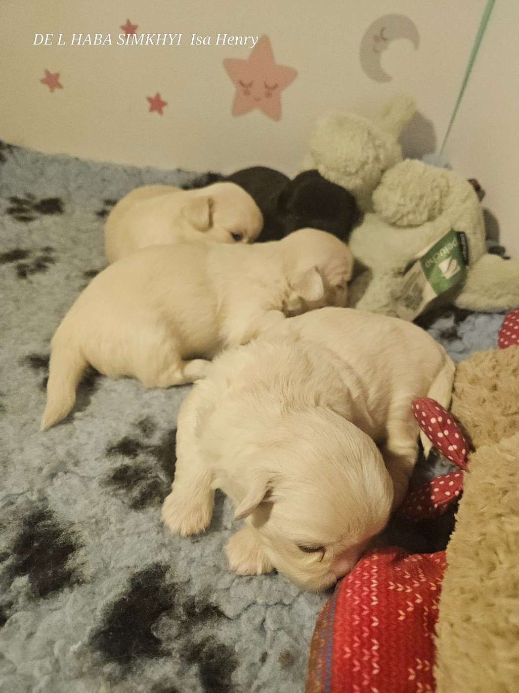 De L'haba Simkhyi - Epagneul tibetain - Portée née le 09/02/2026