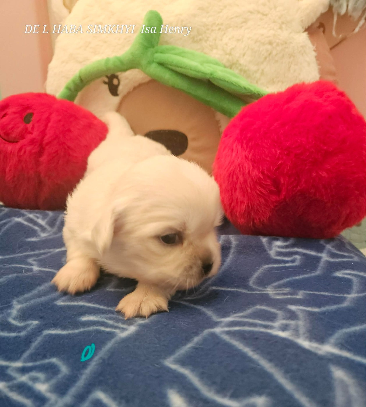 De L'haba Simkhyi - Chiots disponibles - Epagneul tibetain