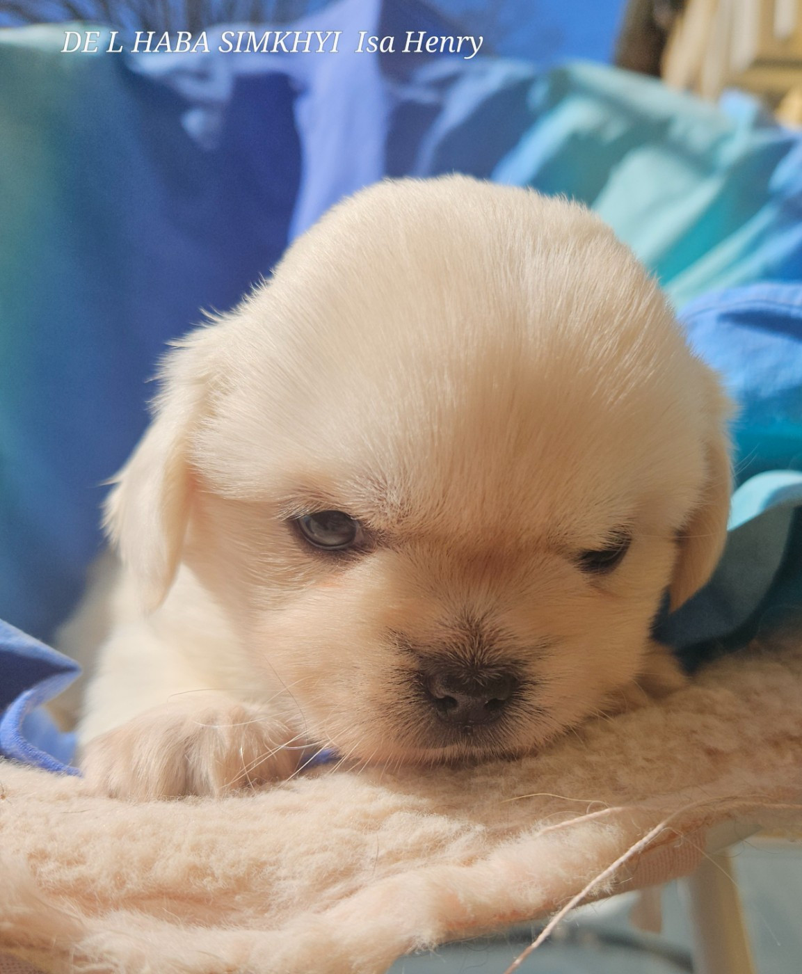 De L'haba Simkhyi - Chiots disponibles - Epagneul tibetain