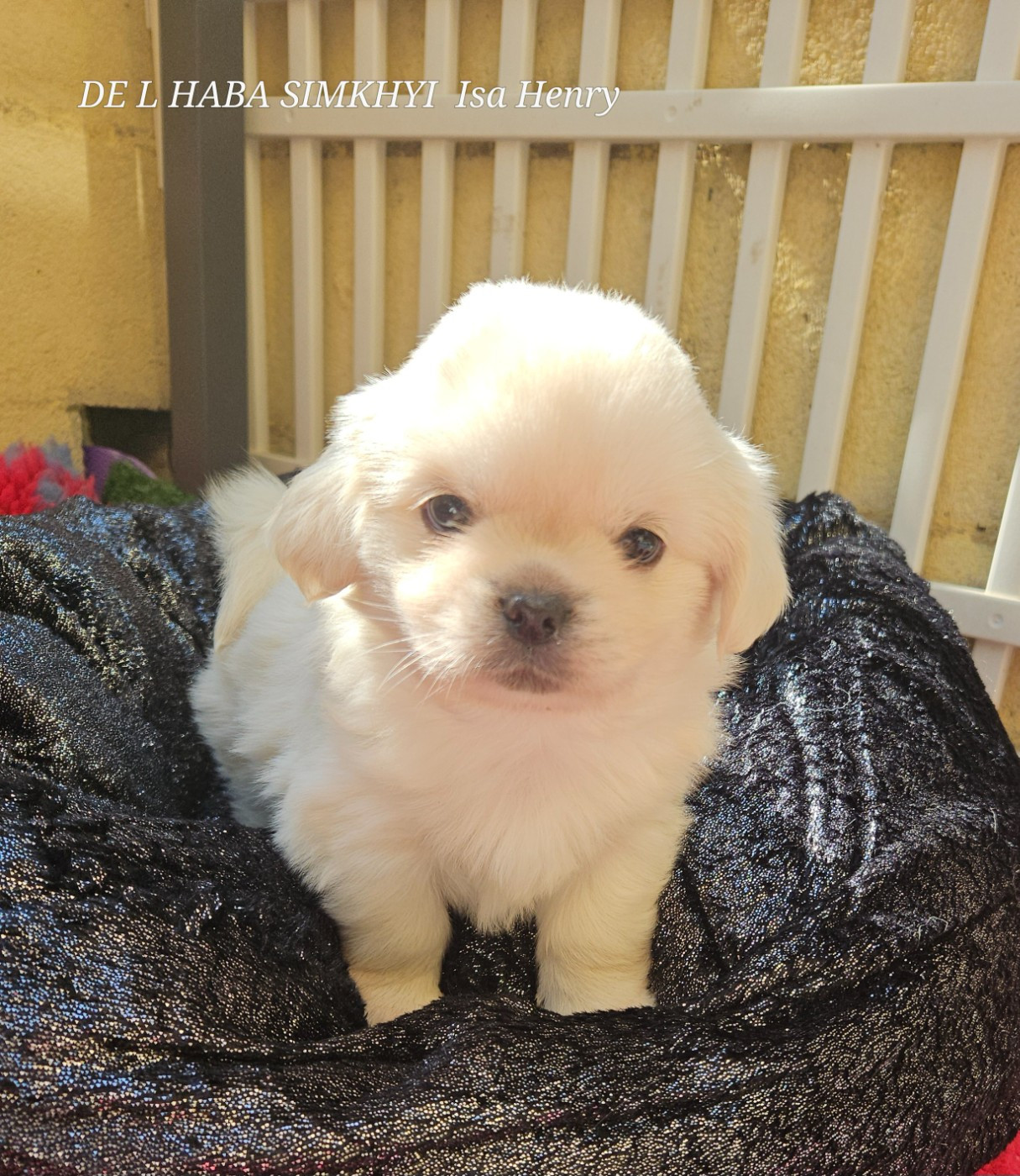 De L'haba Simkhyi - Chiots disponibles - Epagneul tibetain