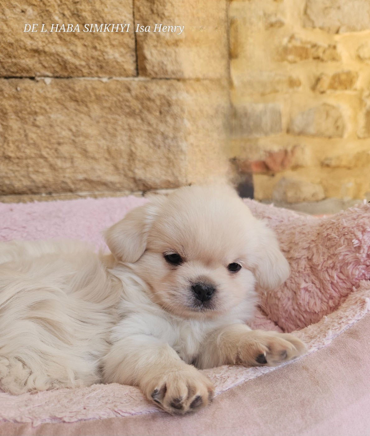 De L'haba Simkhyi - Chiots disponibles - Epagneul tibetain