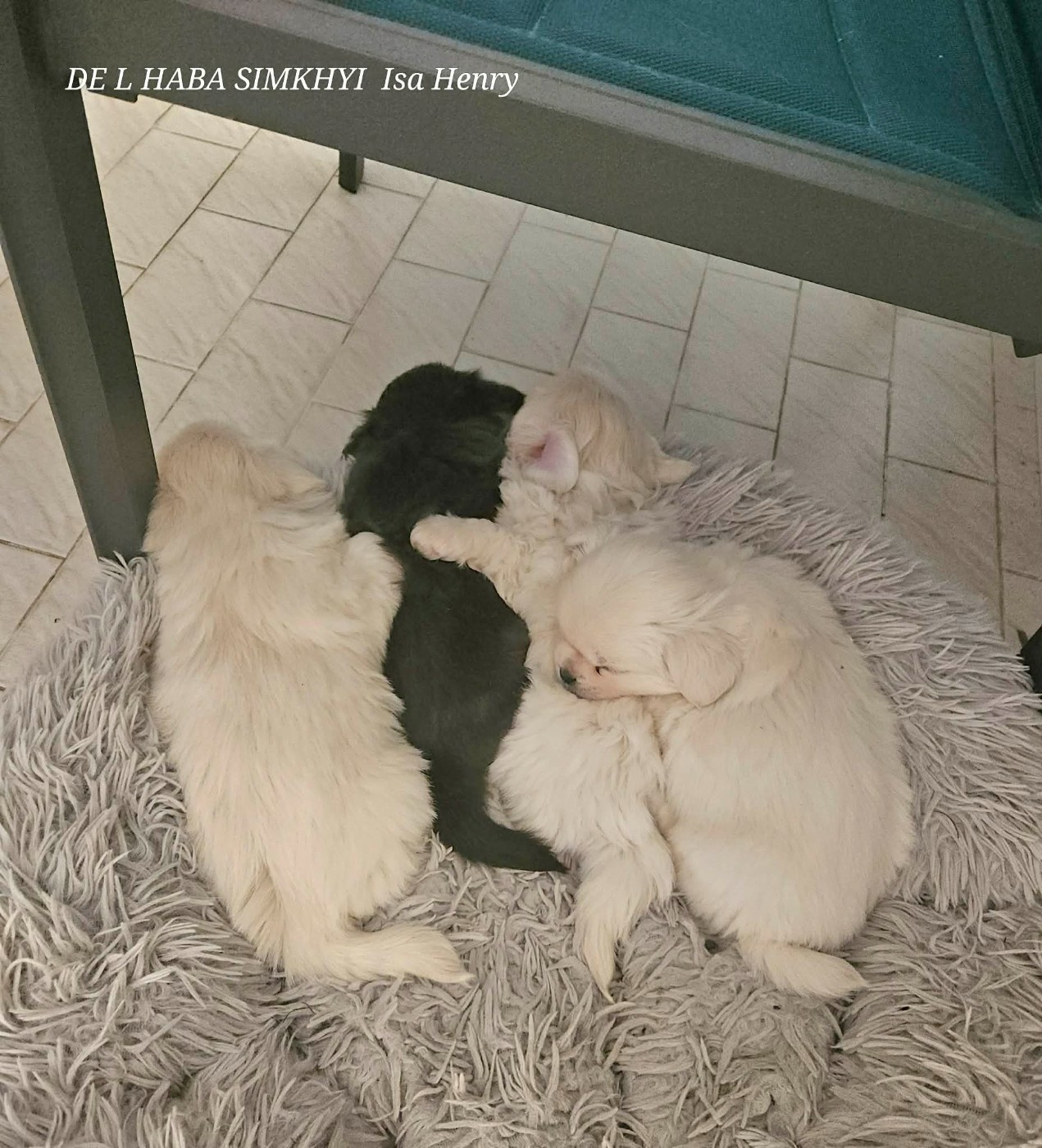 Chiot Epagneul tibetain De L'haba Simkhyi