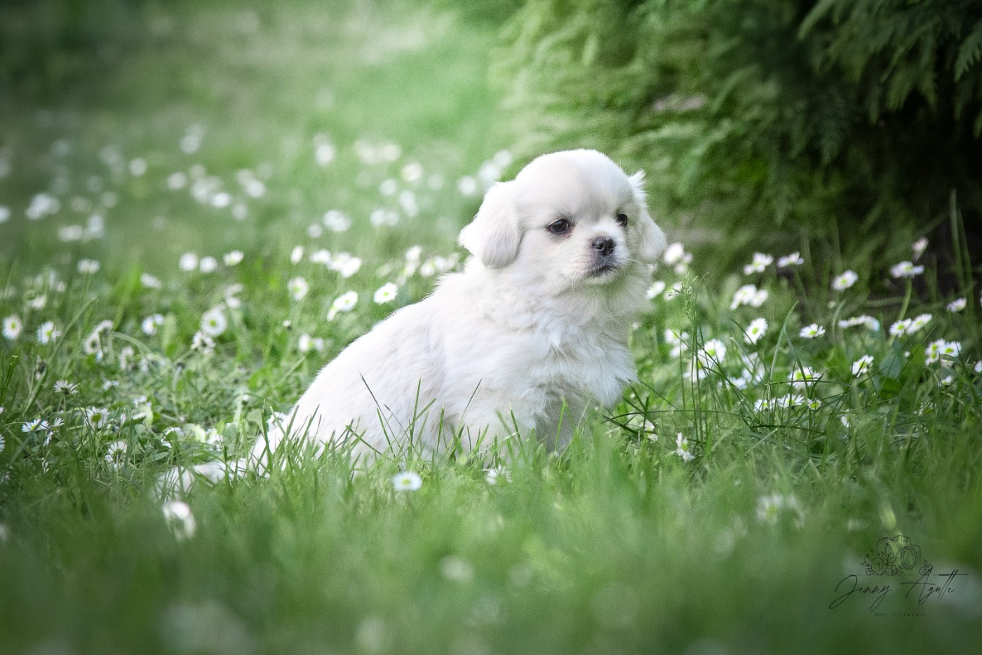 De L'haba Simkhyi - Chiots disponibles - Epagneul tibetain