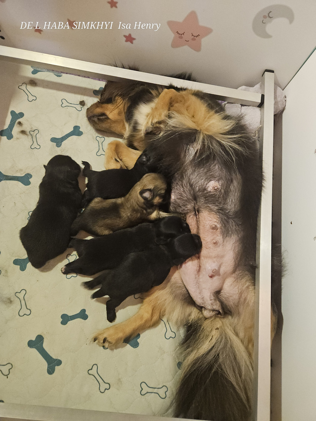 Chiot Epagneul tibetain De L'haba Simkhyi