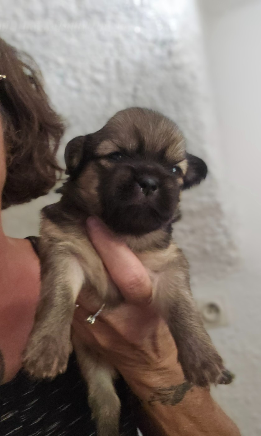 De L'haba Simkhyi - Chiots disponibles - Epagneul tibetain