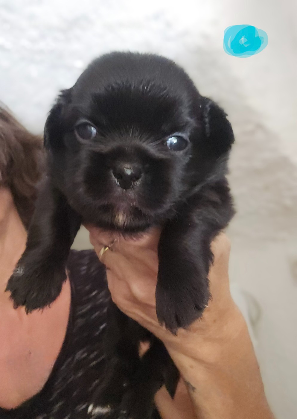 De L'haba Simkhyi - Chiots disponibles - Epagneul tibetain