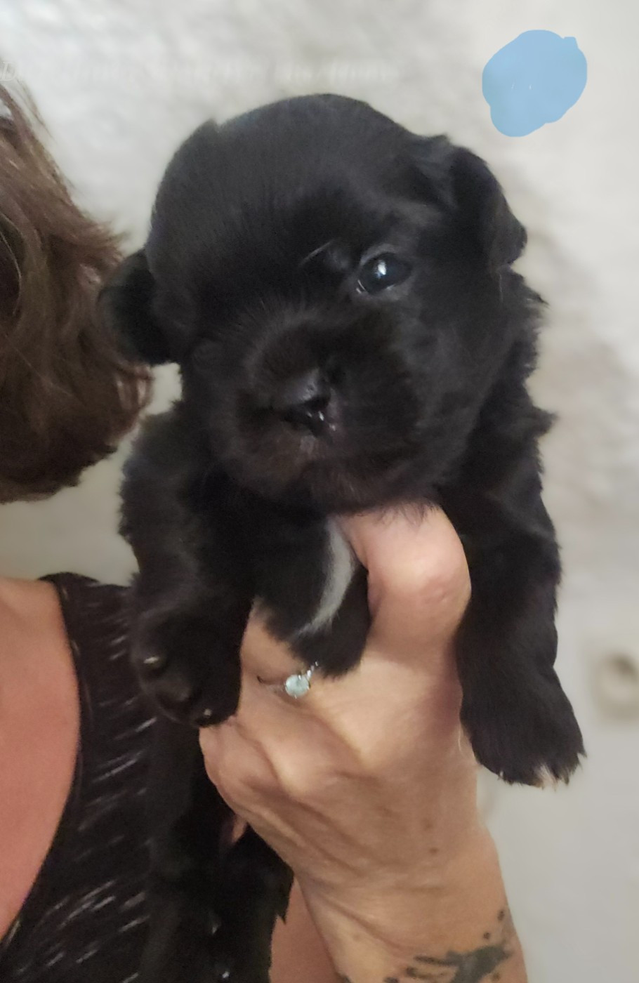 De L'haba Simkhyi - Chiots disponibles - Epagneul tibetain