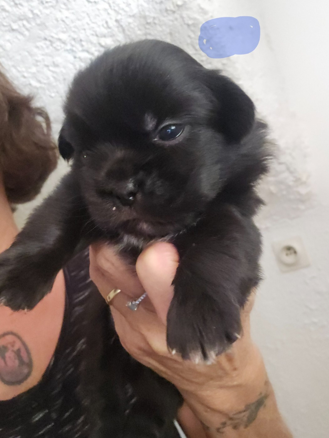 De L'haba Simkhyi - Chiots disponibles - Epagneul tibetain