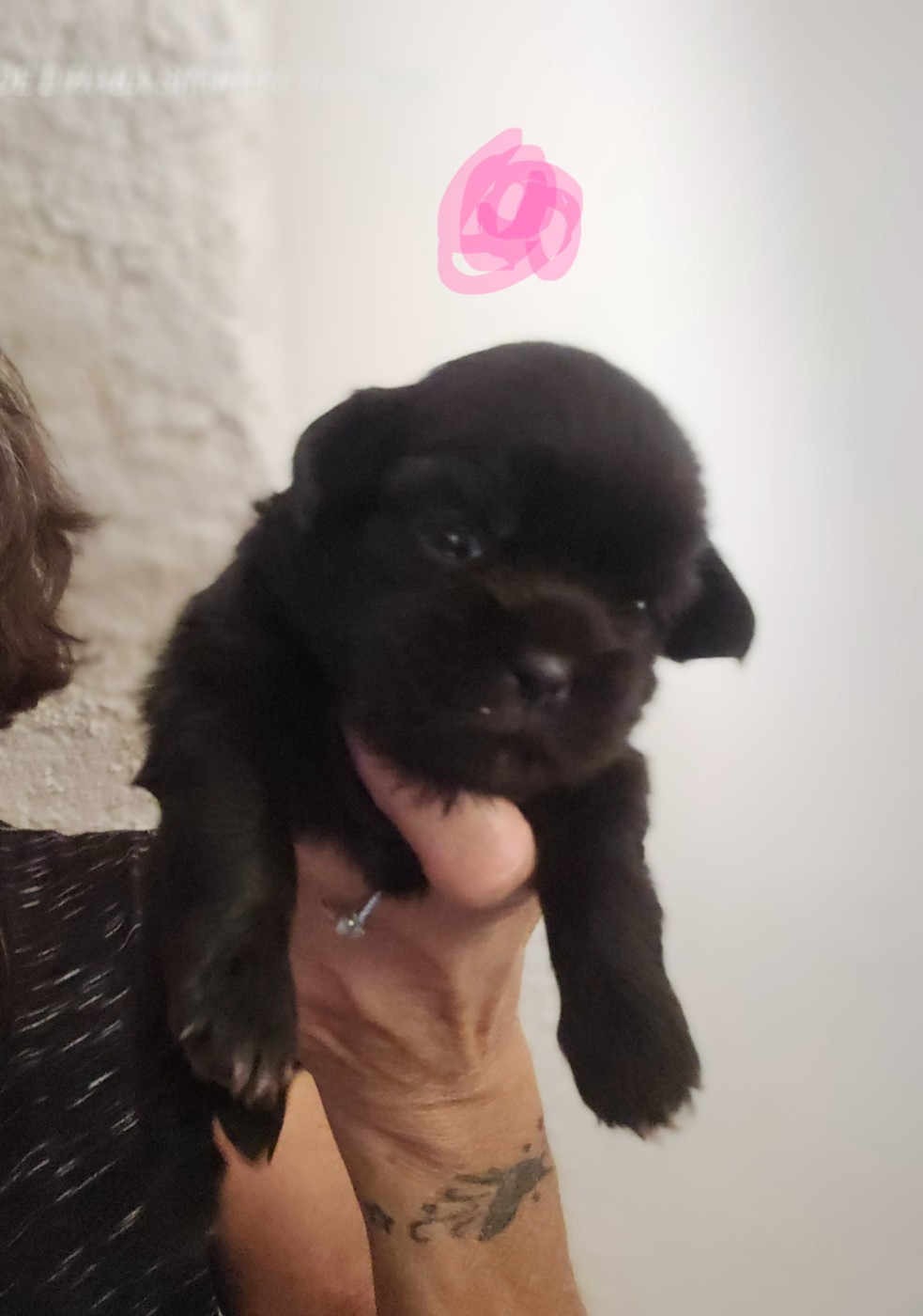 De L'haba Simkhyi - Chiots disponibles - Epagneul tibetain
