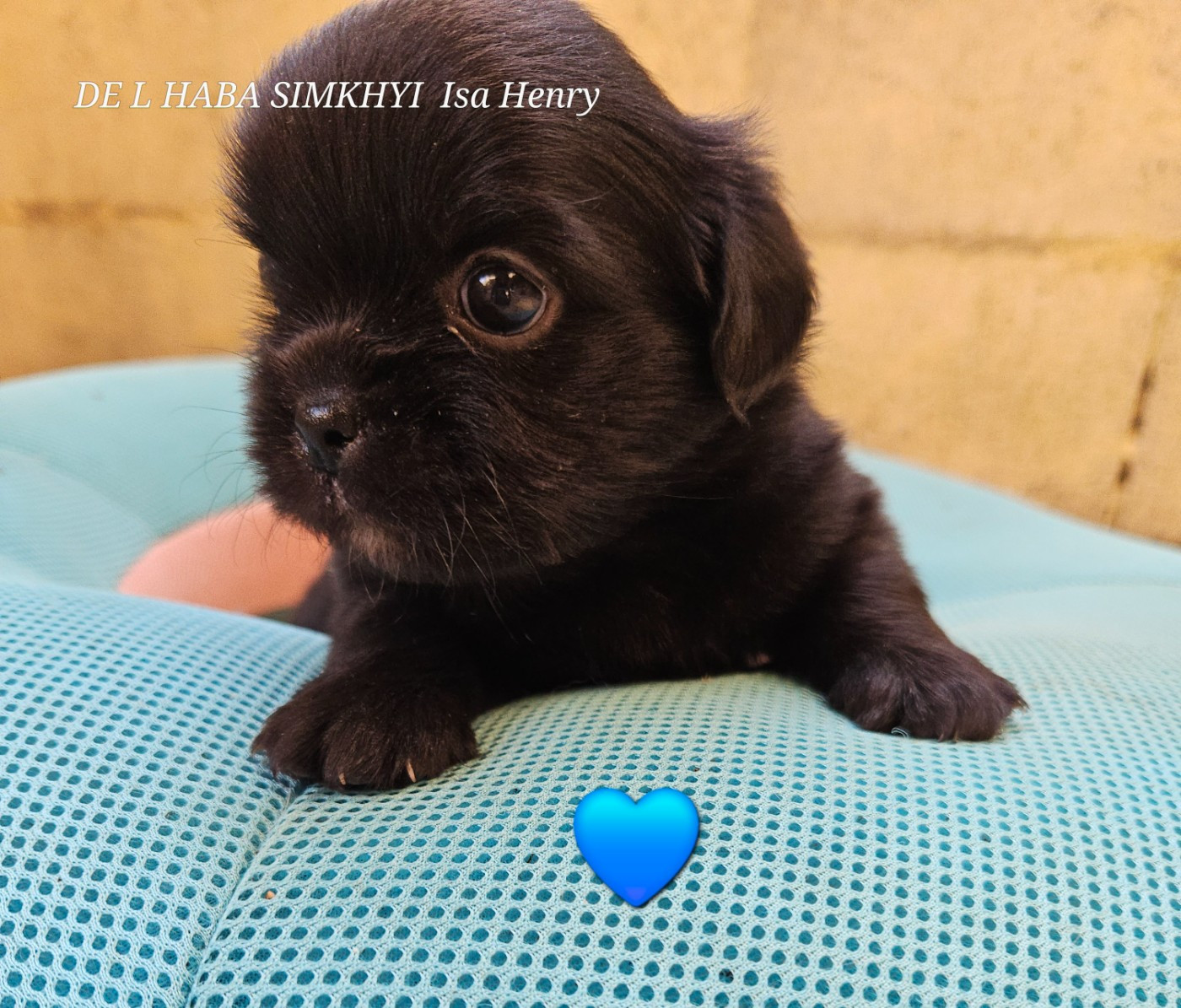 De L'haba Simkhyi - Chiots disponibles - Epagneul tibetain