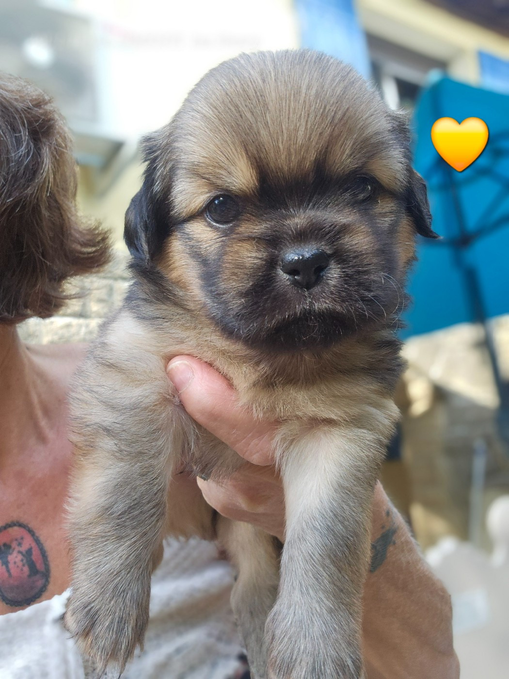 De L'haba Simkhyi - Chiots disponibles - Epagneul tibetain