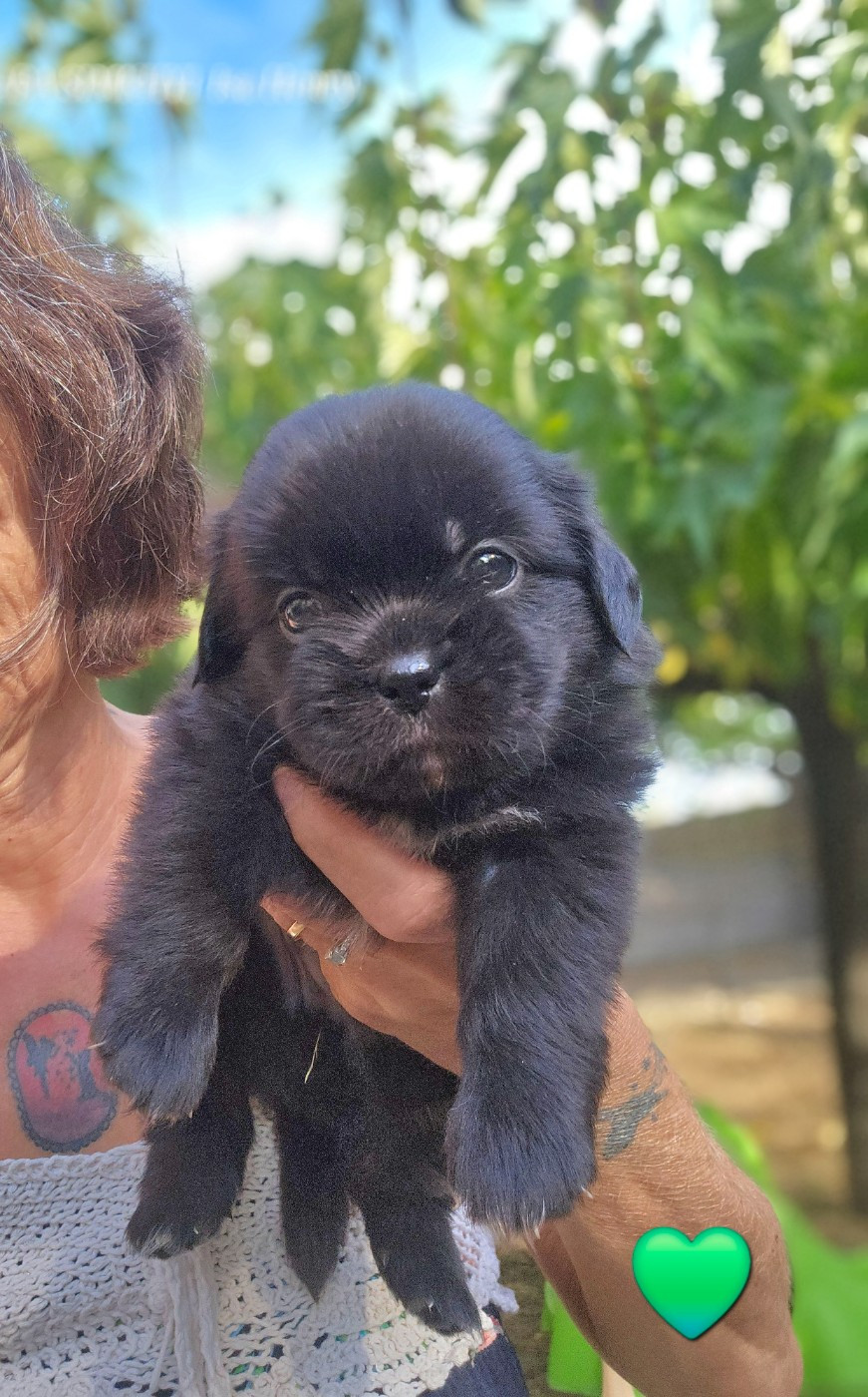De L'haba Simkhyi - Chiots disponibles - Epagneul tibetain