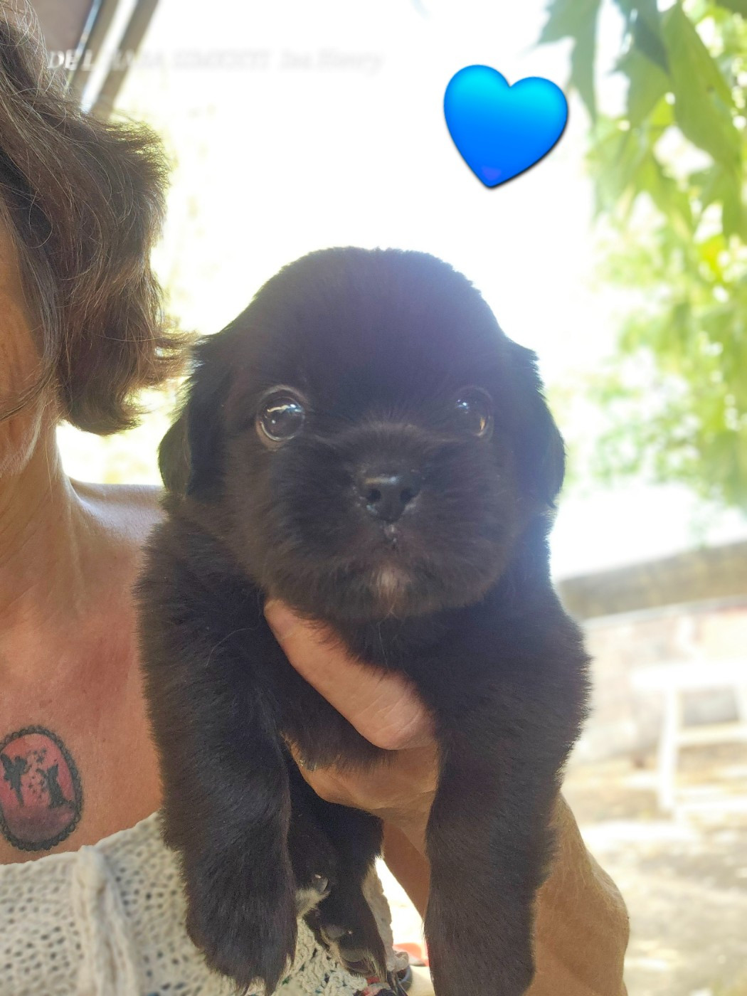 De L'haba Simkhyi - Chiots disponibles - Epagneul tibetain