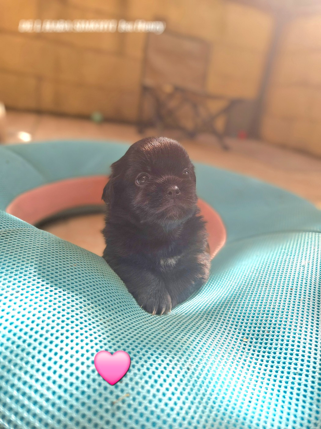 De L'haba Simkhyi - Chiots disponibles - Epagneul tibetain