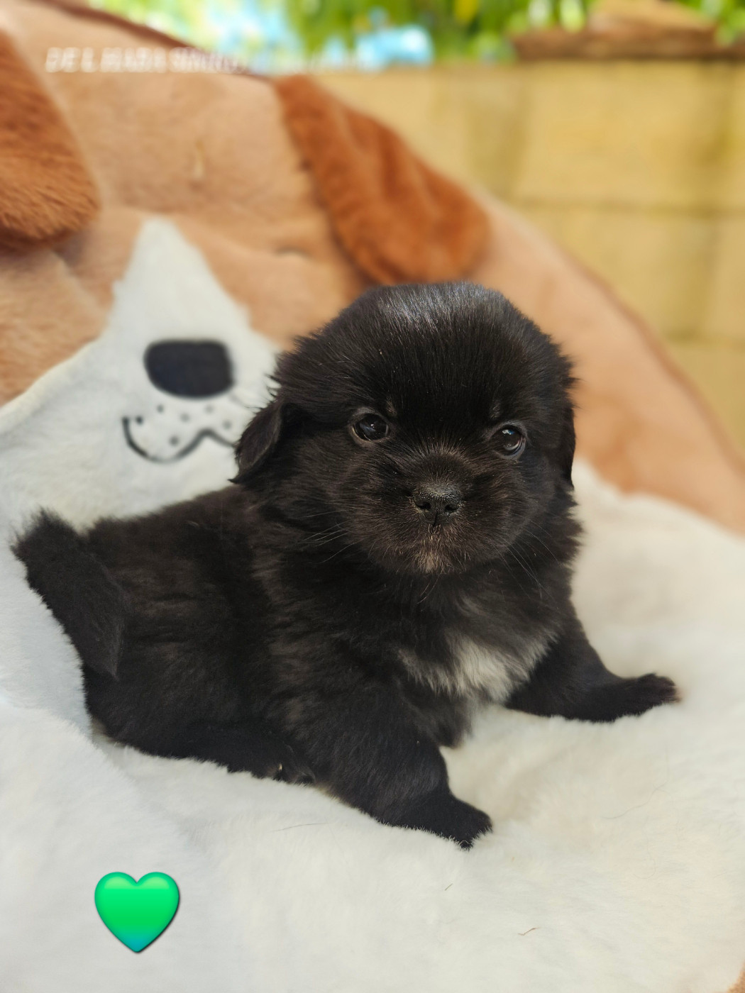 De L'haba Simkhyi - Chiots disponibles - Epagneul tibetain
