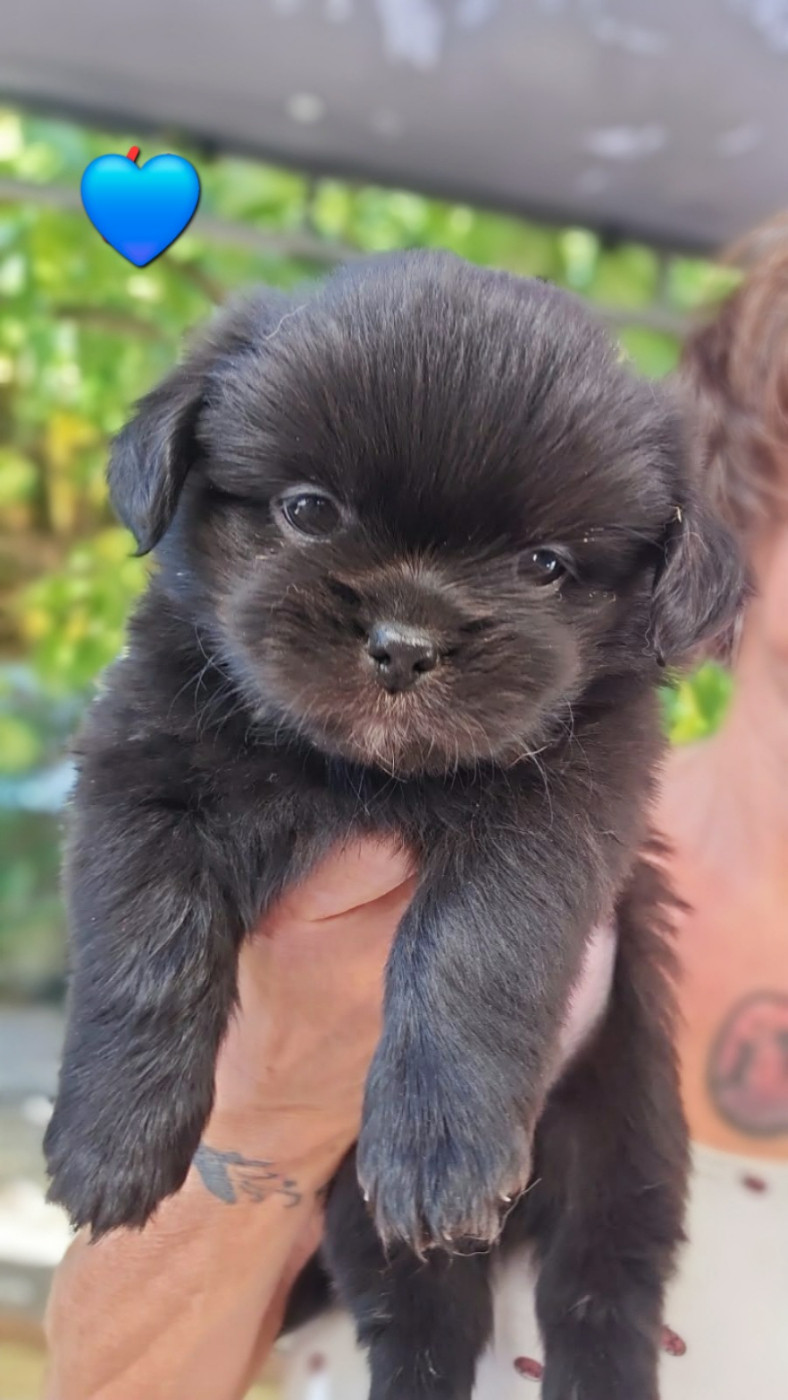 De L'haba Simkhyi - Chiots disponibles - Epagneul tibetain