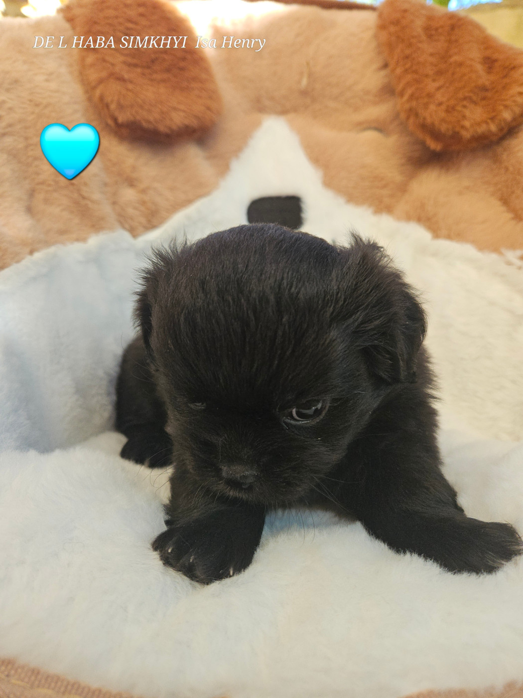 De L'haba Simkhyi - Chiots disponibles - Epagneul tibetain