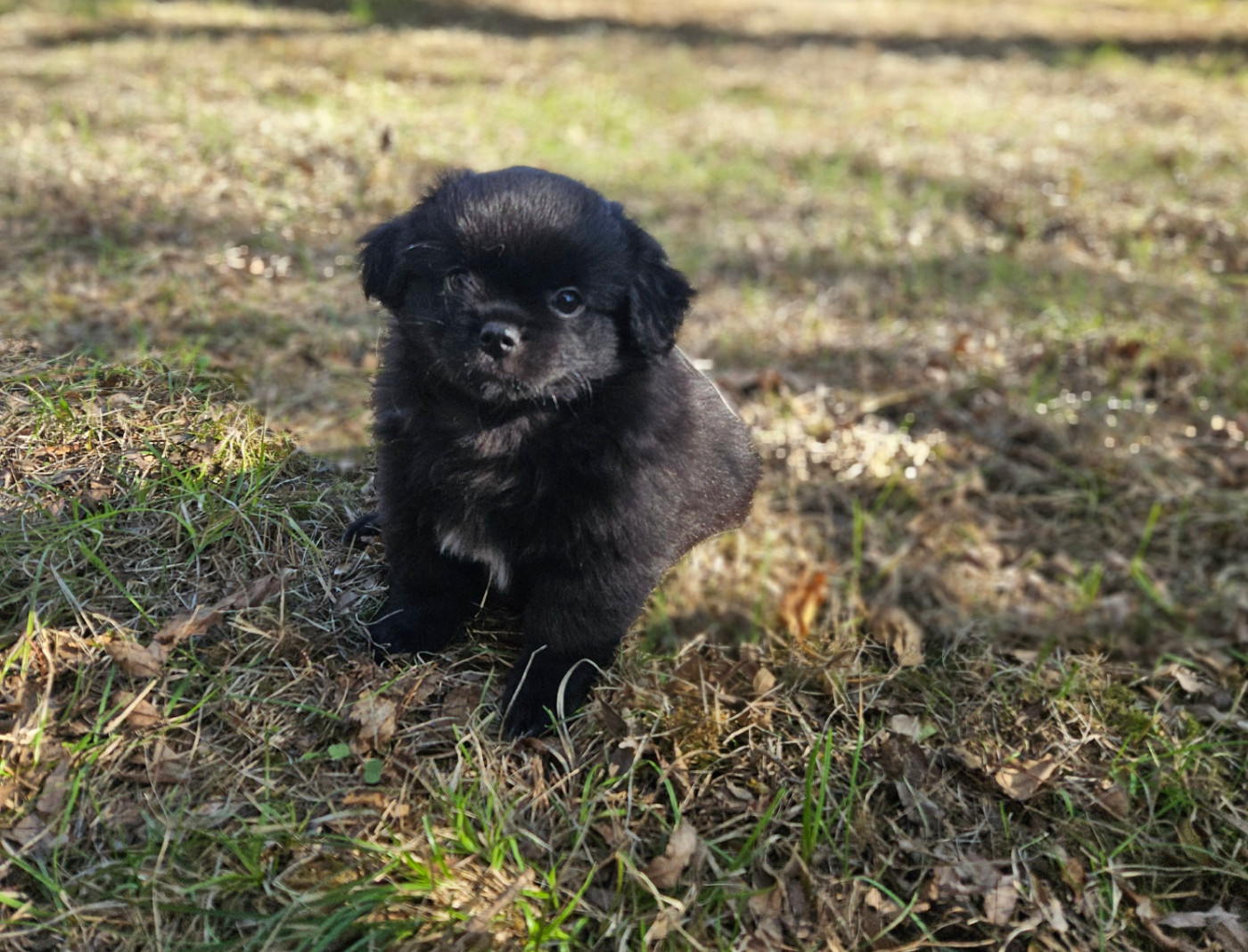 De L'haba Simkhyi - Chiots disponibles - Epagneul tibetain