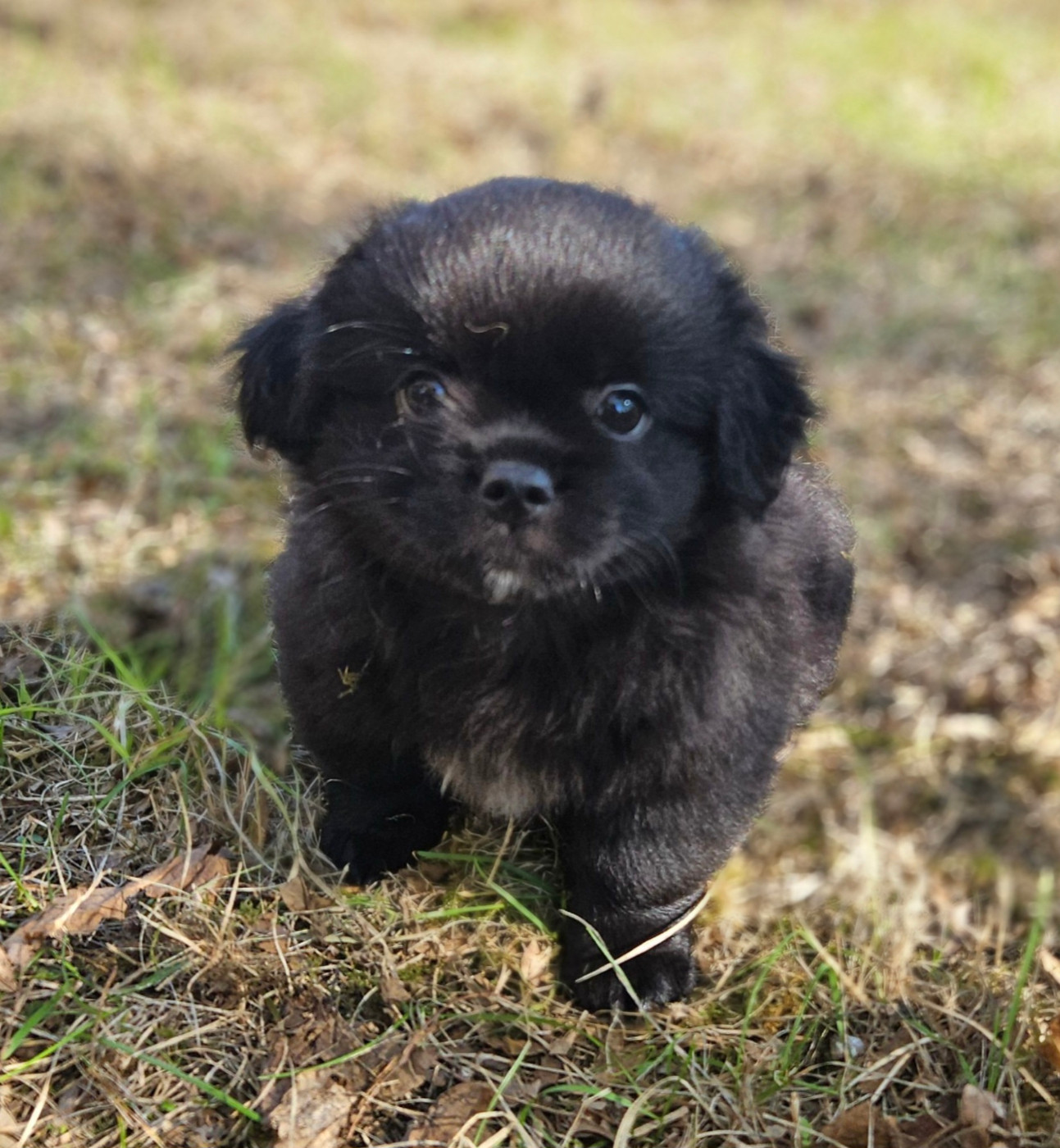 De L'haba Simkhyi - Chiots disponibles - Epagneul tibetain