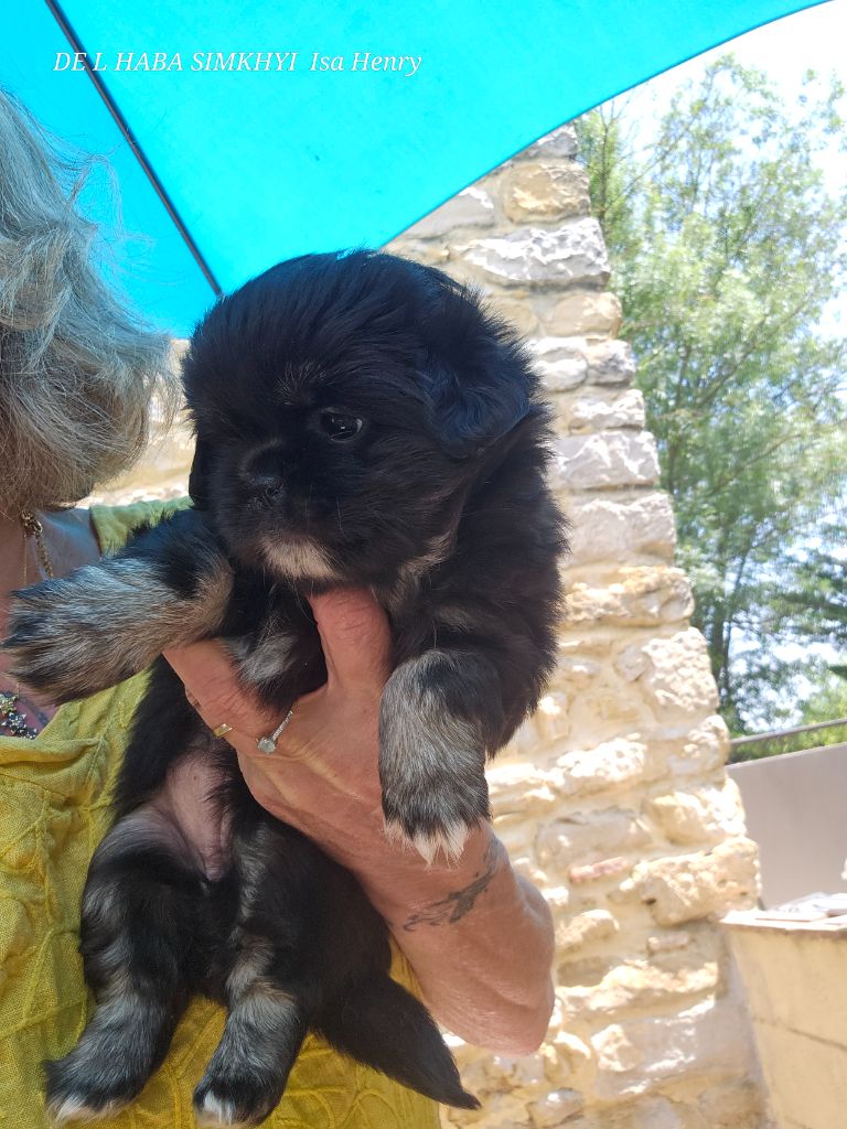 De L'haba Simkhyi - Chiots disponibles - Epagneul tibetain