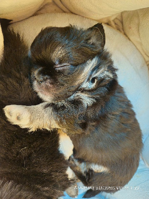 CHIOT 3