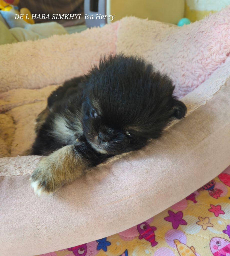 Chiot Epagneul tibetain De L'haba Simkhyi