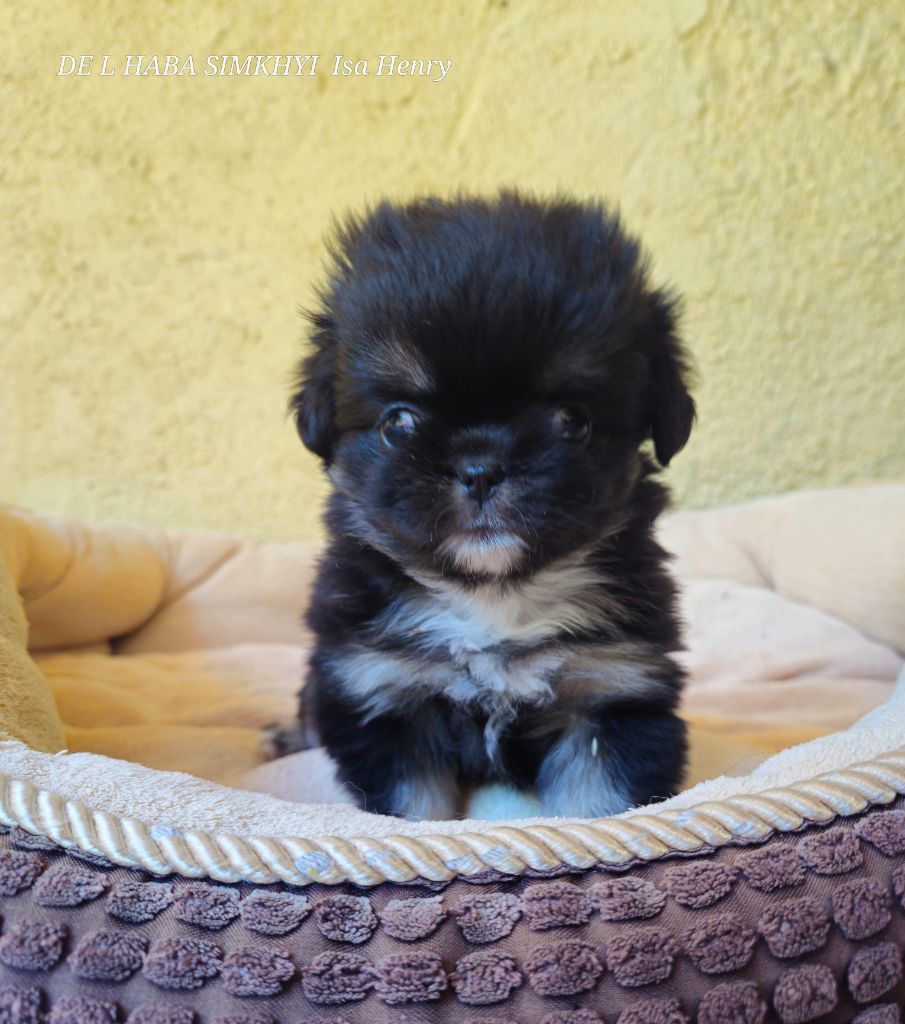 De L'haba Simkhyi - Chiots disponibles - Epagneul tibetain